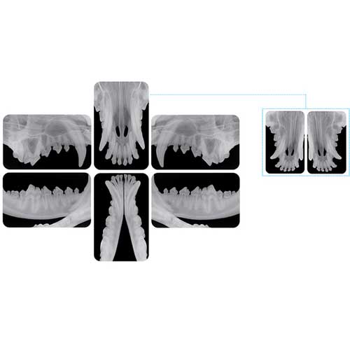 iM3 CR-8 Vet Dental Imaging System
