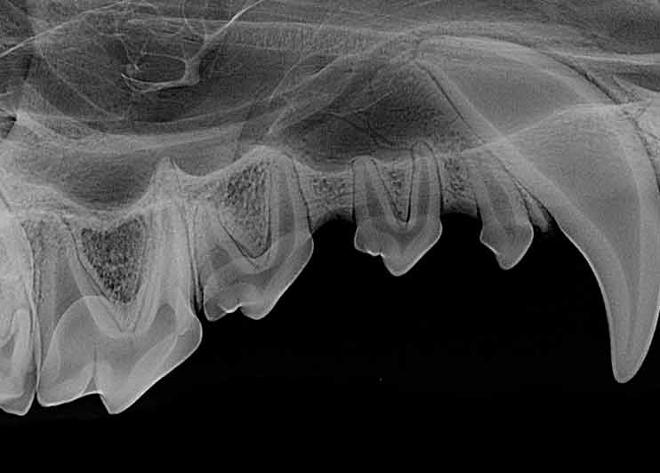 Veterinary Dental Radiographs