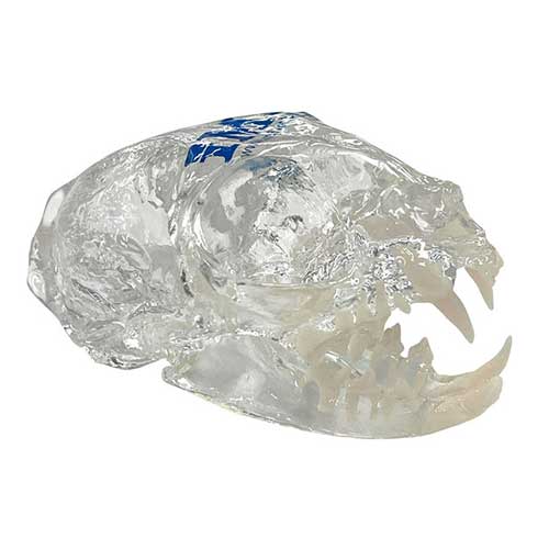iM3 Feline Skull Model - Clear