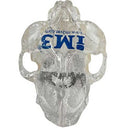 iM3 Feline Skull Model - Clear