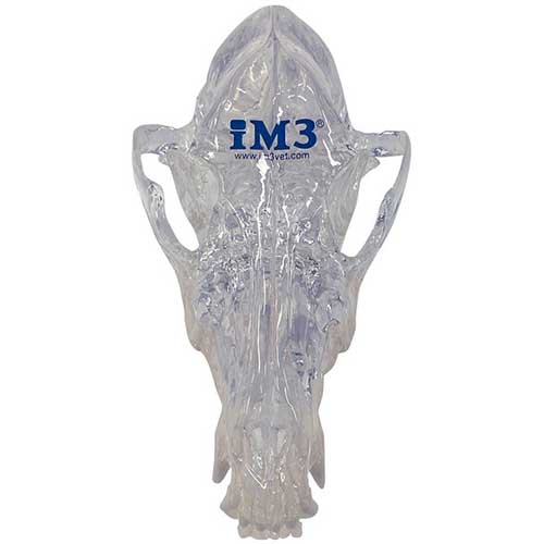 iM3 Canine Skull Model - Clear
