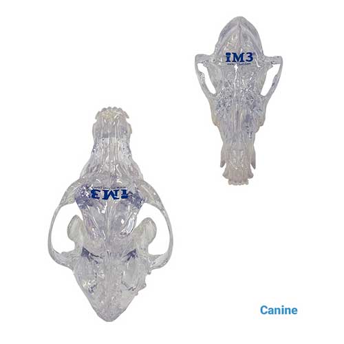 iM3 Feline & Canine Skull Model Set