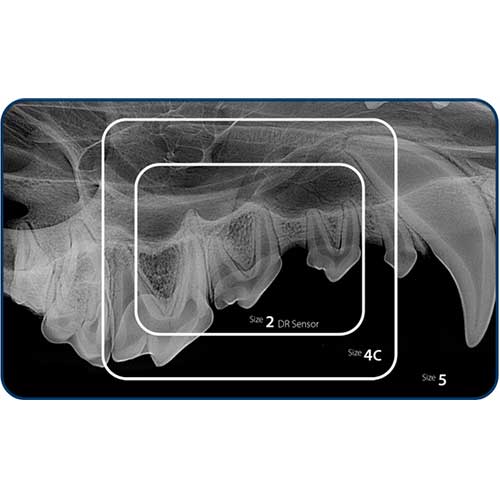 iM3 CR-8 Vet Dental Imaging System
