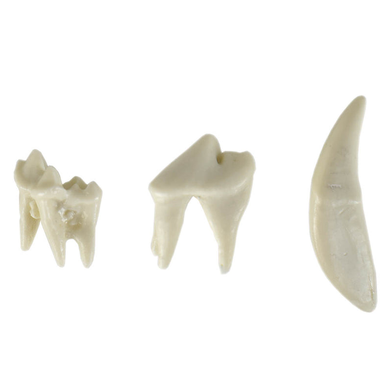 Shop online at Serona.ca for veterinary dental Canine Upper Right Quadrant, Dentoform Replacement Teeth, which are available in various different tooth sizes.