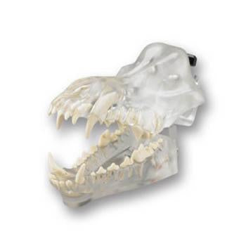 Veterinary Dental Canine Dentoform Model - Basic, transparent.