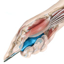 Veterinary dental Dentanomic Ergonomic Handle in blue. These Dentanomic handles are easy to grip.