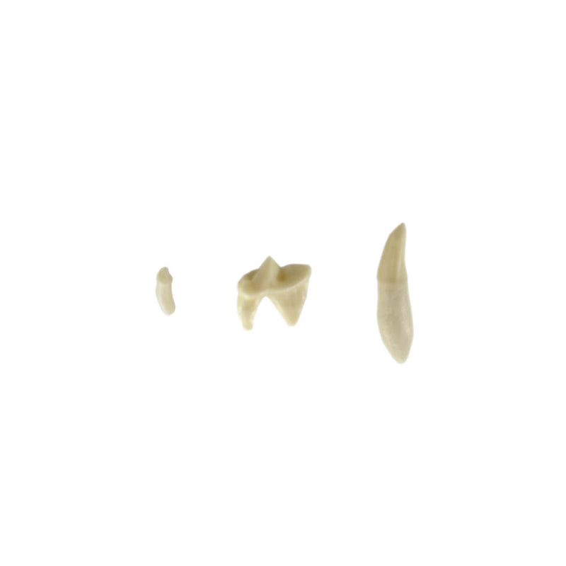 Shop online at Serona.ca for veterinary dental Feline Upper Right Quadrant, Dentoform Replacement Teeth, which are available in various different tooth sizes.
