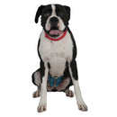 Veterinary dental LikShield™.  LikShield™ is available in a resizable 9" x 6" patch for wide-area coverage, with 18 patches per package.