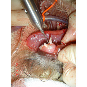 Vet-Tome Atraumatic Extraction System