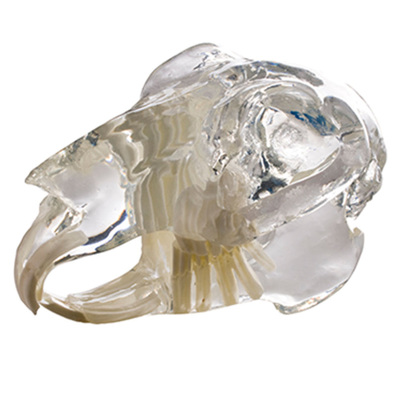 Canine, feline, and rabbit dental jaw models for sale online. Models are transparent for root anatomy visualization and removable teeth are available for sale.