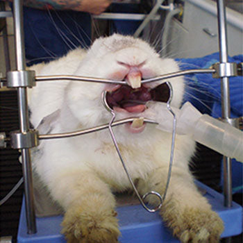 Shop online for the veterinary dental iM3 Table Top Mouth Gag (Rabbit/Rodent), designed to hold the rabbit/rodent in the best position for examination & treatment. 